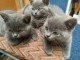 Magnifique chatons british shorthair a donner