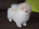 Magnifique Chiots spitz nain LOF 