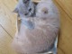 Chatons british shorthair