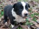 Adorable chiots  Border Collie