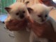 Disponibles chatons SACRE DE BIRMANIE., LOOF