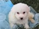 Chiots bichon maltais de pure race