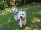 A donner chiots Westie Terrier