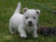 A donner chiots Westie Terrier