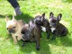 Magnifique chiots Bouledogue français