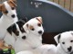 Donne très jolis chiots Jack Russell