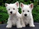 Jolis chiots westie lof 