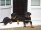 Superbe Rottweiler a donner contre bon soin