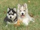 Beaux chiots husky siberien