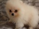 mignon chiots spitz nain