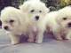 Beaux  chiots bichon maltais