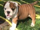 adorable chiots bulldog anglais