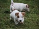 adorable chiot type jack russell