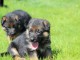 A donner superbe chiots Berger Allemand