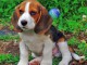 magnifique chiots beagle