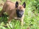 splendide chiots Berger Malinois