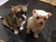 Chiots Chihuahua a donner pour adoption 