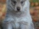 CHIOTS SIBERIAN HUSKY A DONNER