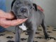  STAFFORDSHIRE BULL TERRIER / STAFFIE LOF BLEUE TEST 