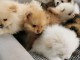 Chiots Spitz allemand  POUR ADOPTION