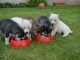  4 Adorables chiots Husky de sibérie.