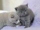 Chatons British Shorthair Loof disponible 