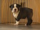 Superbe Chiot Boston Terrier mâle