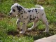 Magnifique Chiot Dalmatien mâle