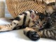 Mâle et femelles chatons Bengal pour une nouvelle famille