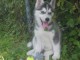 Chiots husky  pour adoption 