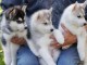 Disponible de suite magnifique chiots Husky Siberien 