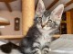 Adorables chatons maine coon