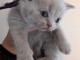 Dons Chaton British Shorthair et Longhair 