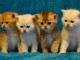 CHATONS BRITISH SHORTHAIR ET LONGHAIR