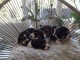 PRTEE CHIOTS BEAGLE LOF A DONNER 