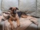 CHIOT BERGER ALLEMAND A DONNER 