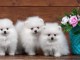 Disponible de suite magnifique chiots Spitz Nain Pomeranian 