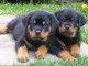 Chiots Rottweiller Disponible