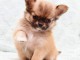 Disponible de suite magnifique chiots chihuahua