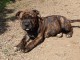 Magnifique american staffordshire pour adoption