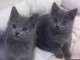 A donner chatons Chartreux 