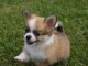 Disponible de suite magnifique chiots chihuahua