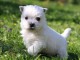 A donner chiots Westie 