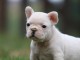 DONNE ADORABLE CHIOT BOULEDOGUE FRANCAIS