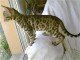 magnifique chatons bengal a donner contre bon soin 