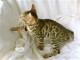 magnifique chatons bengal a donner contre bon soin 