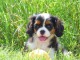 Don de Chiots Cavalier King Charles