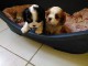 Don de Chiots Cavalier King Charles