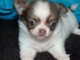 Adorable Chiot FEMELLE DE Type Chihuahua A DONNER