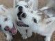 Chiots husky siberien pour bonne maman